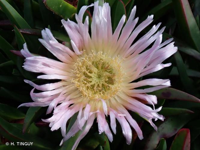 <i>Carpobrotus edulis</i> (L.) N.E.Br., 1926 © H. TINGUY