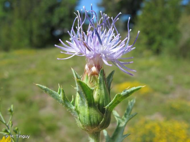 <i>Carthamus carduncellus</i> L., 1753 © H. Tinguy