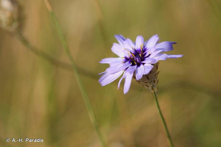 <i>Catananche caerulea</i> L., 1753 © A.-H. Paradis
