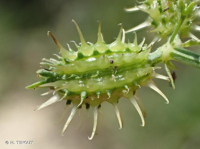 <i>Caucalis platycarpos</i> L., 1753 © H. TINGUY