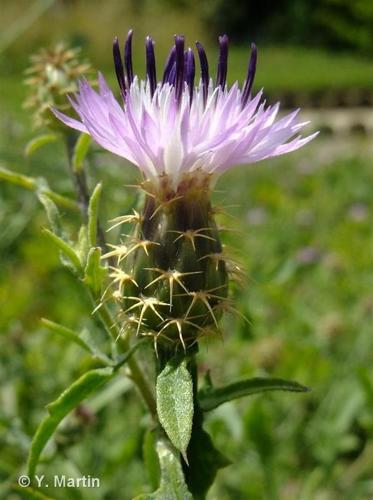 <i>Centaurea aspera</i> L., 1753 © 