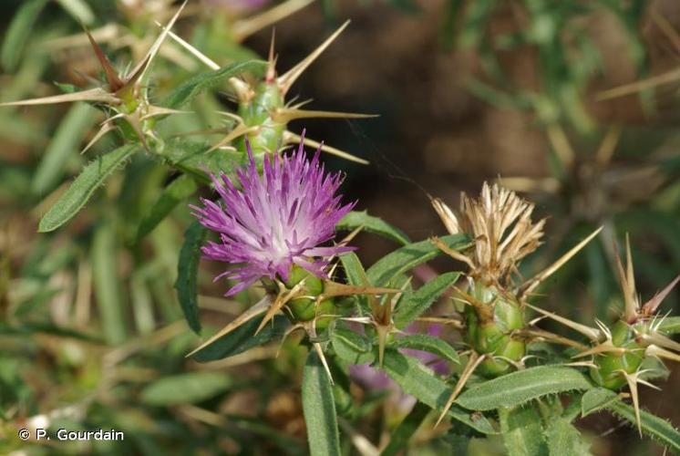 <i>Centaurea calcitrapa</i> L., 1753 © P. Gourdain