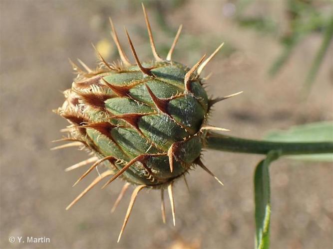 <i>Centaurea collina</i> L., 1753 © 