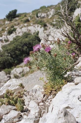 <i>Centaurea corymbosa</i> Pourr., 1788 © R. Dupré MNHN/CBNBP