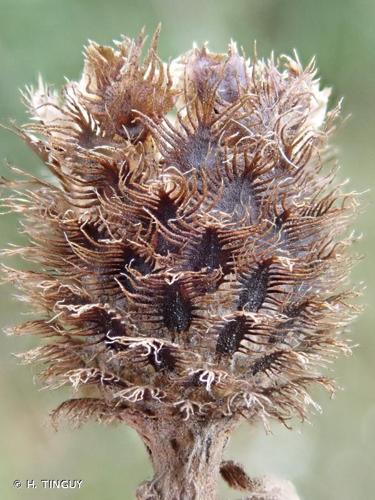 <i>Centaurea decipiens</i> Thuill., 1799 © H. TINGUY