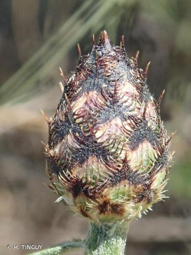 <i>Centaurea hanryi</i> Jord., 1847 © H. TINGUY