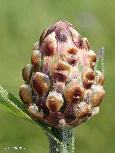 <i>Centaurea jacea</i> L., 1753 © H. TINGUY