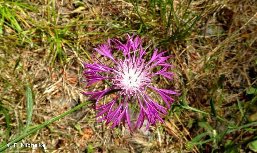 <i>Centaurea napifolia</i> L., 1753 © F. Michalke