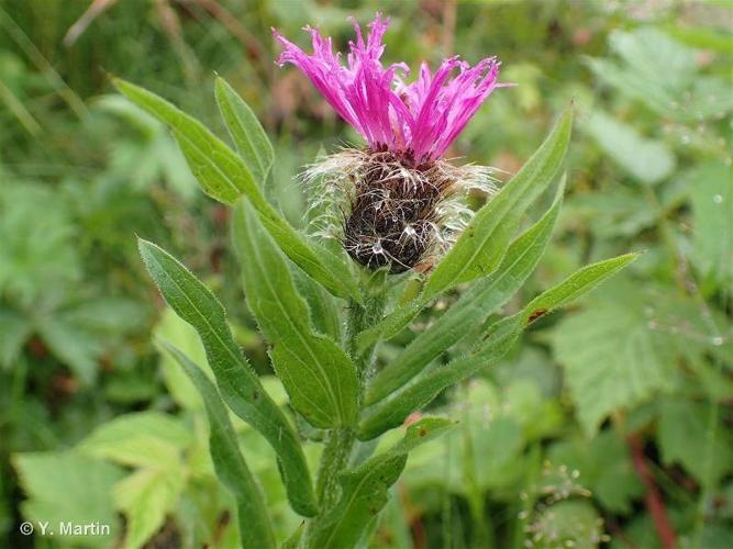 <i>Centaurea nervosa</i> Willd., 1809 © 