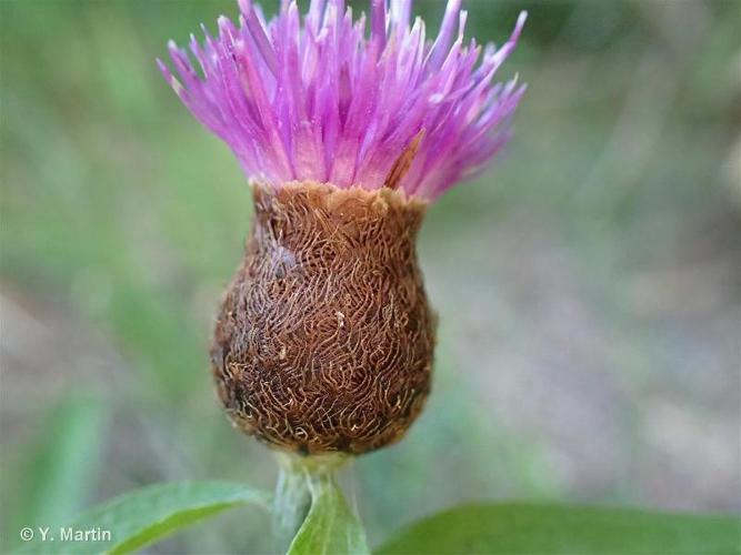 <i>Centaurea nigra</i> L., 1753 © 