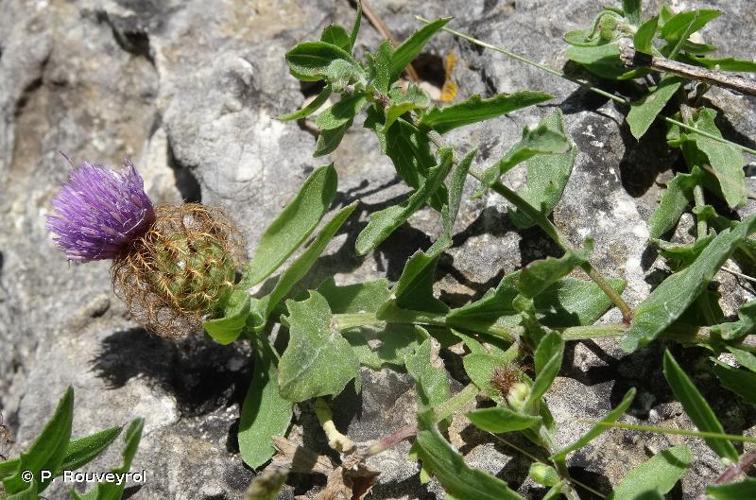 <i>Centaurea pectinata</i> L., 1763 © P. Rouveyrol