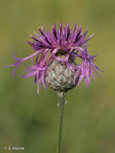 <i>Centaurea scabiosa</i> L., 1753 © S. Filoche