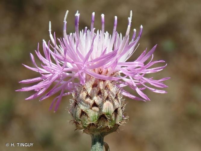 <i>Centaurea stoebe</i> L., 1753 © H. TINGUY