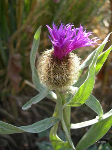 <i>Centaurea uniflora</i> Turra, 1765 © P. Gourdain