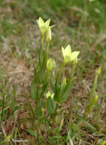 <i>Centaurium maritimum</i> (L.) Fritsch, 1907 © P. Rouveyrol