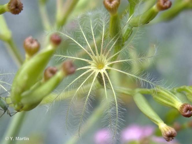 <i>Centranthus angustifolius</i> (Mill.) DC., 1805 © 