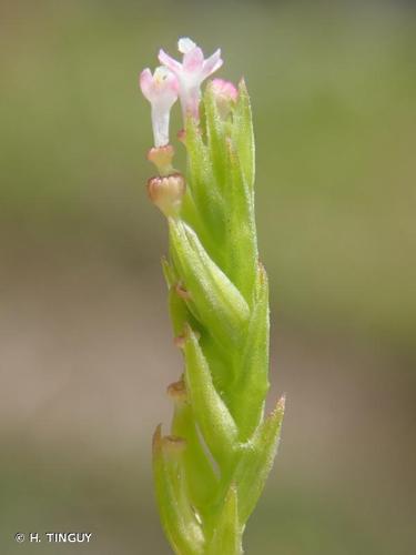 <i>Centranthus calcitrapae</i> (L.) Dufr., 1811 © H. TINGUY