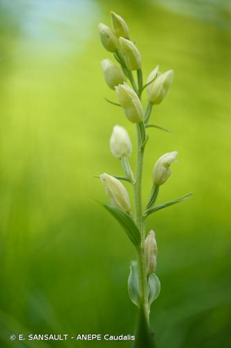 <i>Cephalanthera damasonium</i> (Mill.) Druce, 1906 © E. SANSAULT - ANEPE Caudalis