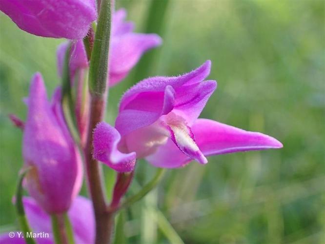 <i>Cephalanthera rubra</i> (L.) Rich., 1817 © 