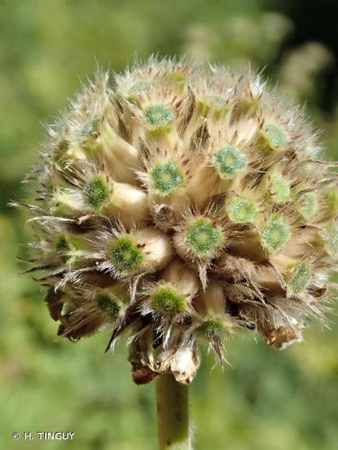 <i>Cephalaria alpina</i> (L.) Schrad. ex Roem. & Schult., 1818 © H. TINGUY