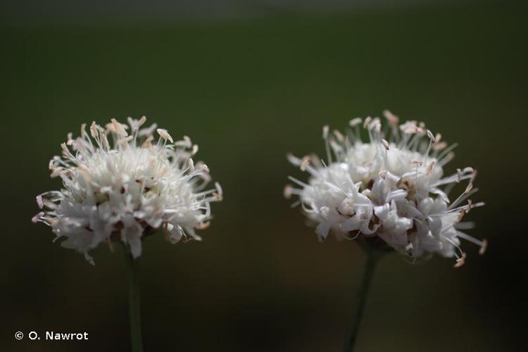 <i>Cephalaria leucantha</i> (L.) Schrad. ex Roem. & Schult., 1818 © O. Nawrot