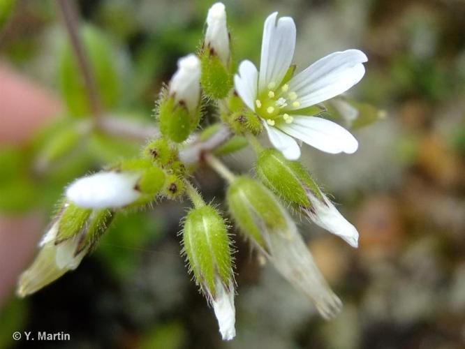 <i>Cerastium glomeratum</i> Thuill., 1799 © 