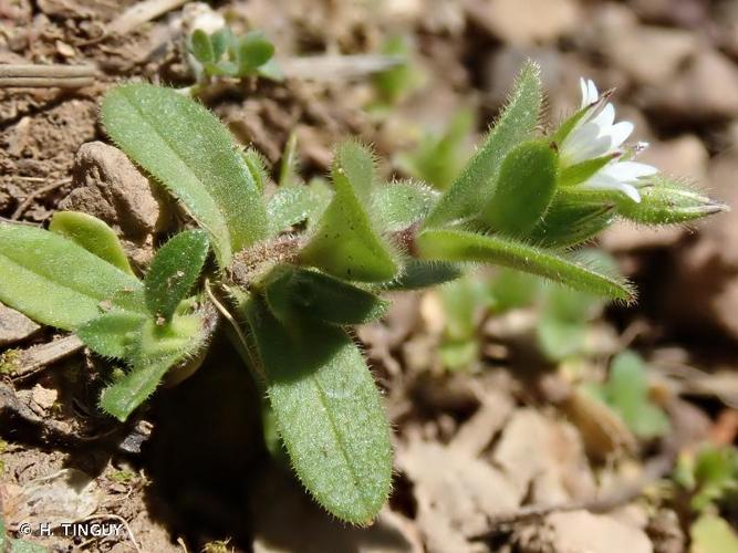 <i>Cerastium glutinosum</i> Fr., 1817 © H. TINGUY