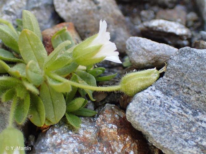 <i>Cerastium pedunculatum</i> Gaudin, 1828 © 