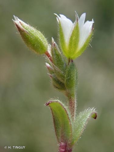 <i>Cerastium pumilum</i> Curtis, 1777 © H. TINGUY