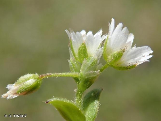 <i>Cerastium semidecandrum</i> L., 1753 © H. TINGUY