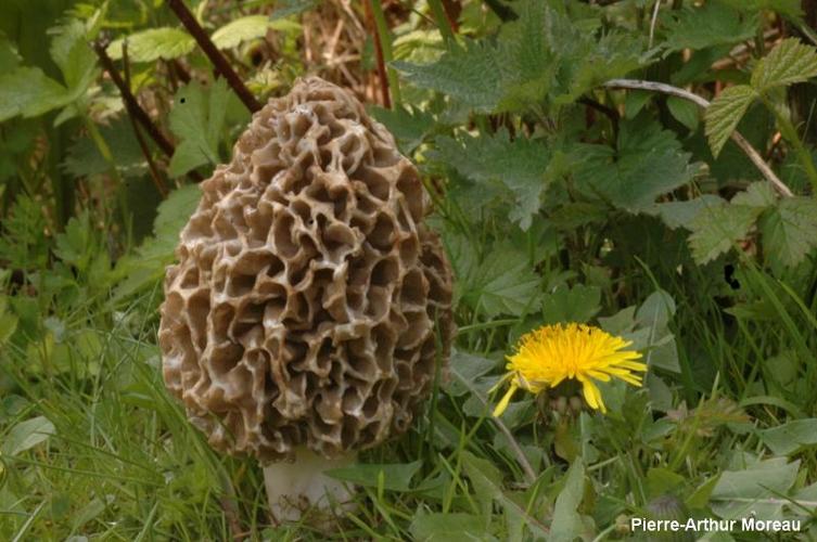 <i>Morchella esculenta</i> (L. : Fr.) Pers. © PA. Moreau