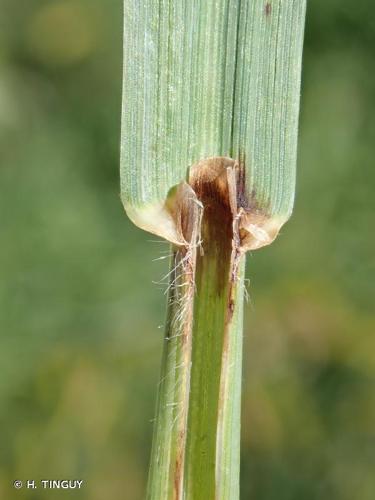 <i>Ceratochloa cathartica</i> (Vahl) Herter, 1940 © H. TINGUY