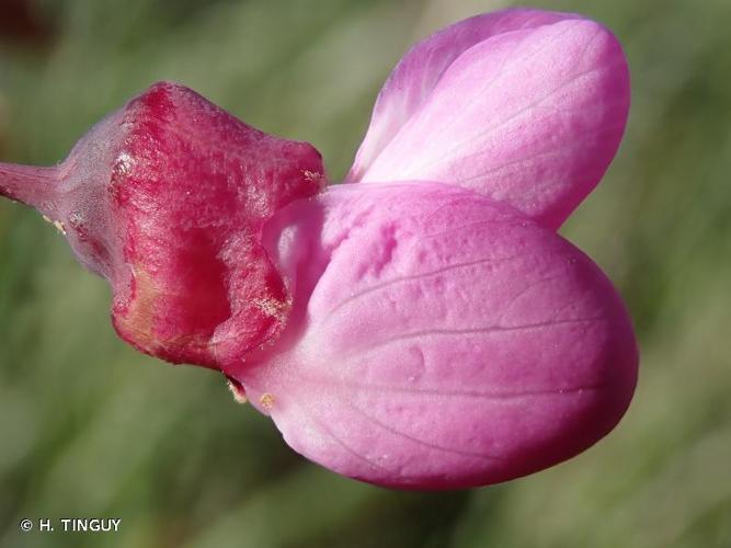 <i>Cercis siliquastrum</i> L., 1753 © H. TINGUY