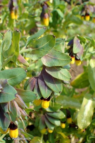 <i>Cerinthe major</i> L., 1753 © O. Roquinarc'h