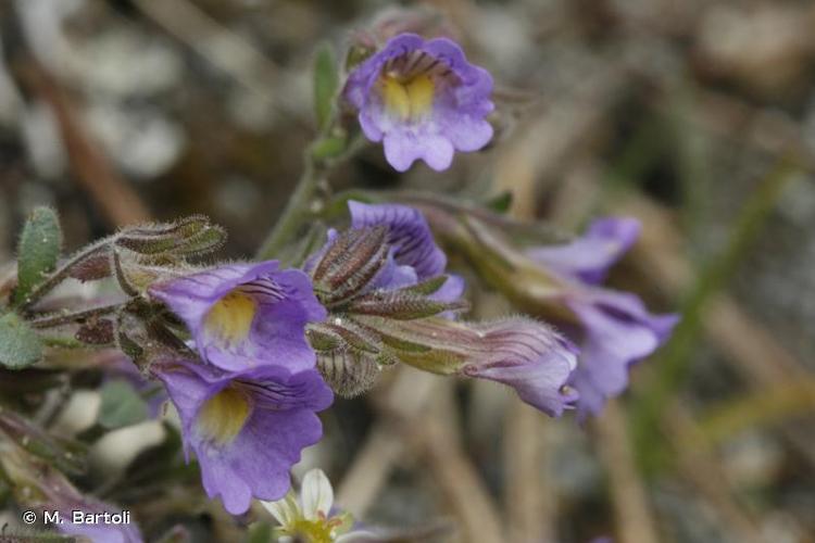 <i>Chaenorhinum origanifolium</i> (L.) Kostel., 1844 © M. Bartoli