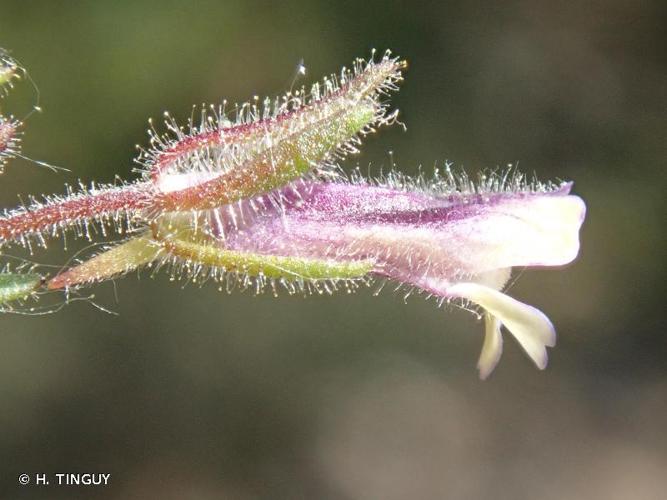 <i>Chaenorhinum rubrifolium</i> (Robill. & Castagne ex DC.) Fourr., 1869 © H. TINGUY