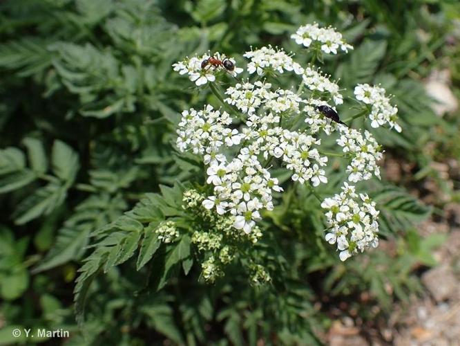 <i>Chaerophyllum aureum</i> L., 1762 © 