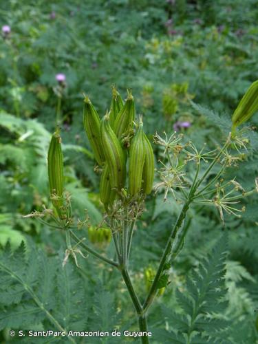 <i>Chaerophyllum elegans</i> Gaudin, 1828 © S. Sant/Parc Amazonien de Guyane