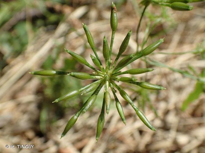 <i>Chaerophyllum temulum</i> L., 1753 © H. TINGUY