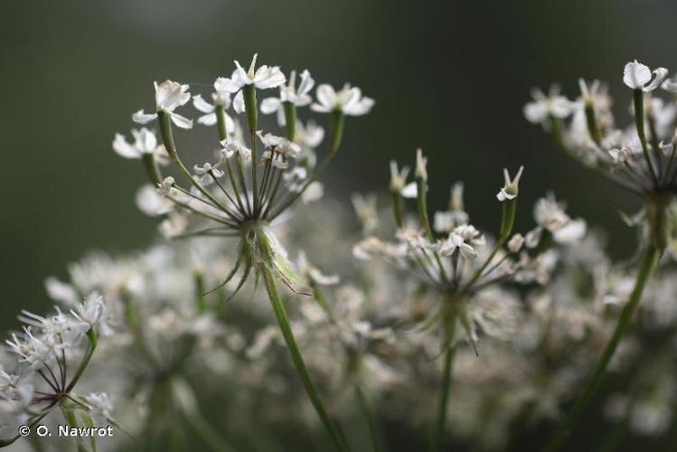 <i>Chaerophyllum villarsii</i> W.D.J.Koch, 1837 © O. Nawrot