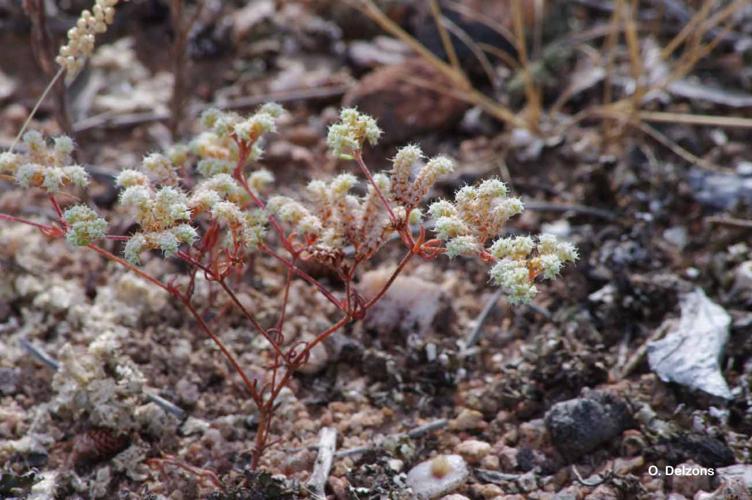 <i>Chaetonychia cymosa</i> (L.) Sweet, 1839 © O. Delzons