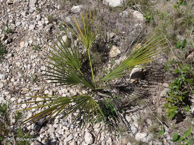 <i>Chamaerops humilis</i> L., 1753 © P. Rouveyrol