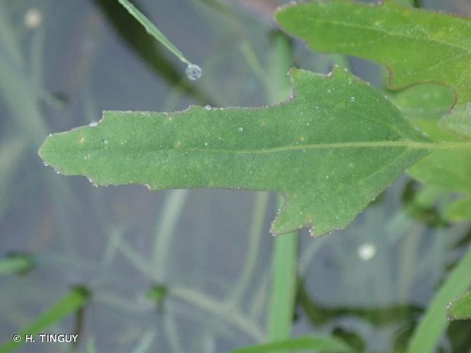 <i>Chenopodium ficifolium</i> Sm., 1800 © H. TINGUY