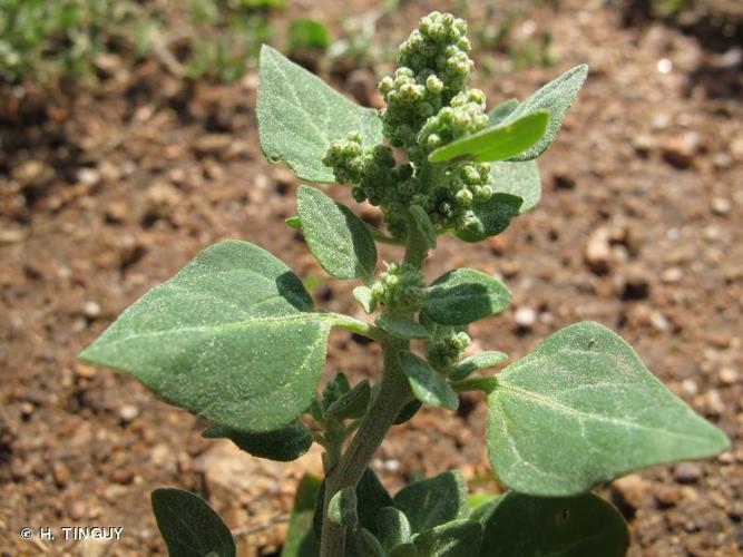 <i>Chenopodium vulvaria</i> L., 1753 © H. TINGUY