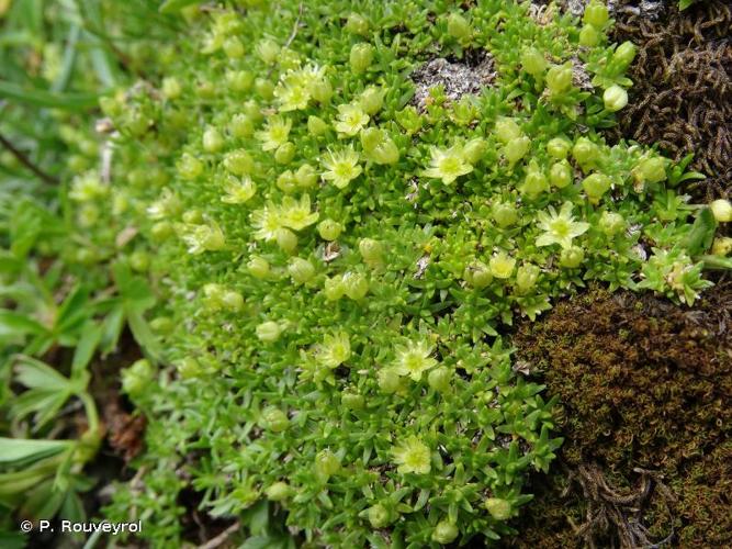 <i>Cherleria sedoides</i> L., 1753 © P. Rouveyrol