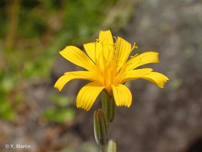 <i>Chondrilla juncea</i> L., 1753 © 