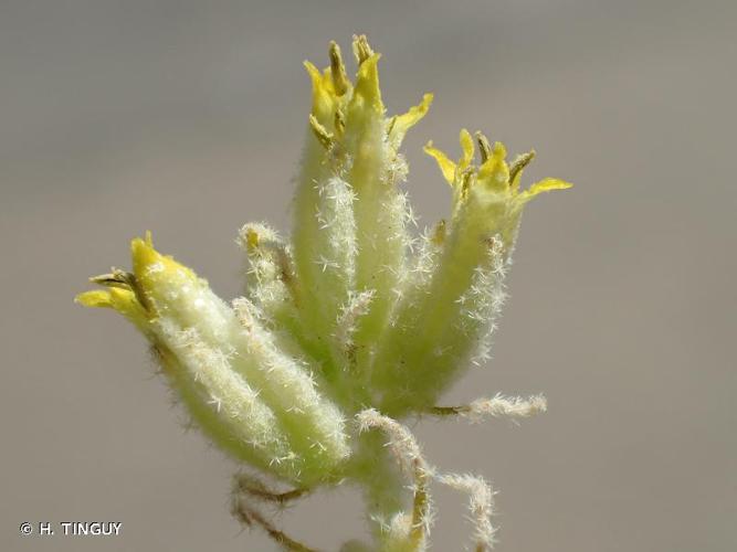 <i>Chrozophora tinctoria</i> (L.) A.Juss., 1824 © H. TINGUY