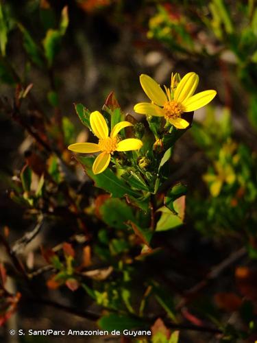 <i>Chrysanthemoides monilifera</i> (L.) Norl., 1943 © S. Sant/Parc Amazonien de Guyane