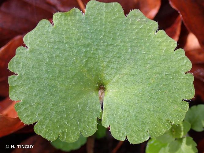 <i>Chrysosplenium alternifolium</i> L., 1753 © H. TINGUY