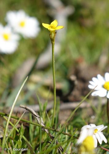 <i>Cicendia filiformis</i> (L.) Delarbre, 1800 © P. Gourdain